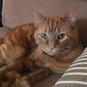 Meet your Posher, Samantha